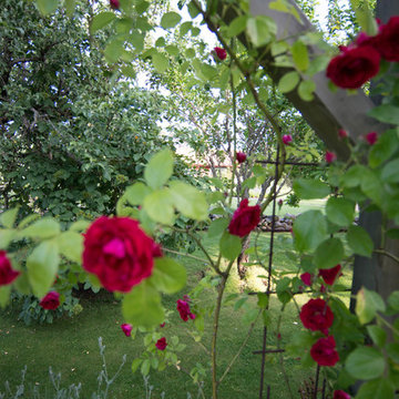 Rosor Roses Rose