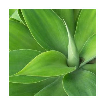 Escondido ~ home & garden