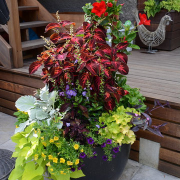 Raised Vegetable Bed / Ornamental Garden 2016
