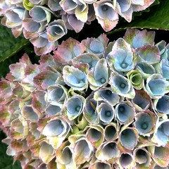 cheese grater stoned in the image of the pink hydrangea (rhodonite and  bloodstone)