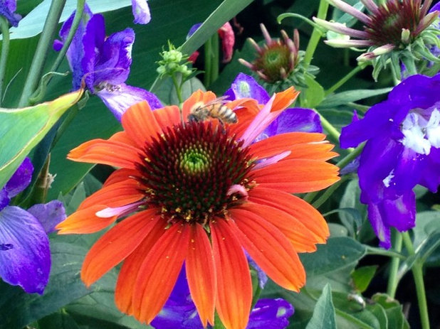 Сад Pollinators