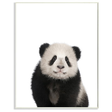 Baby Panda Studio Photo, Plaque, 10"x15"