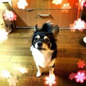橋本祥子's photo