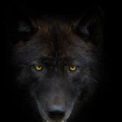Debra Chaple's photo