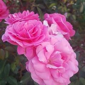 Larisa Zo's photo