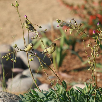 Solana Beach Sustainable Landscape and Bird Sanctuary