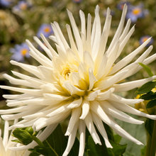 Dahlia