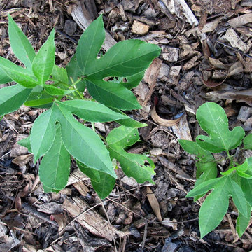 Great Design Plant: Native Passionvine or Maypop