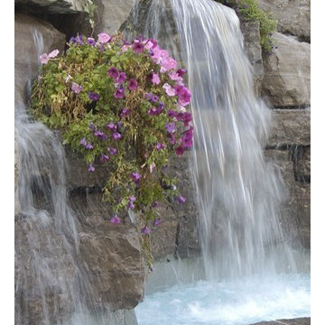 Dalton Dr. Oasis