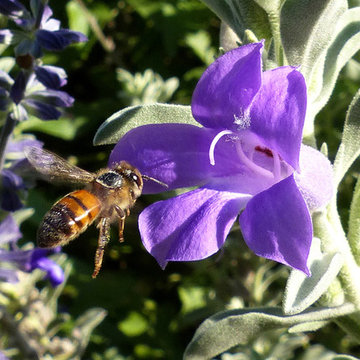 Pollinators Paradise