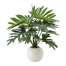 Plants
