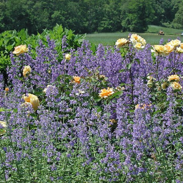 Deer Resistant Landscapes