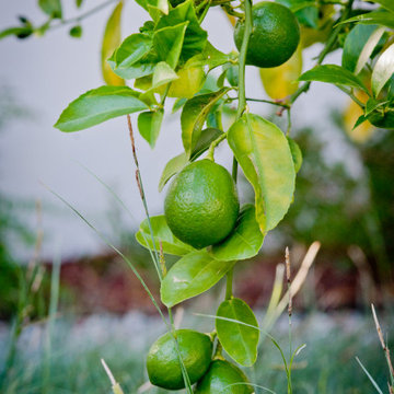 Citrus Trees with Native Plants