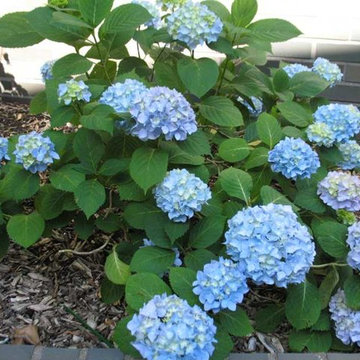 Penny Mac Hydrangea