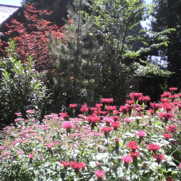 Tall perennials