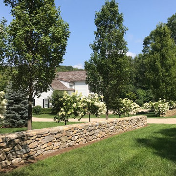 Extension of stone wall, Hornbeam trees & PeeGee Hydrangea’s