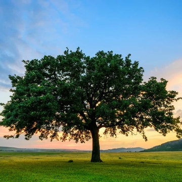 BAC Trees