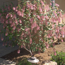 Native plants