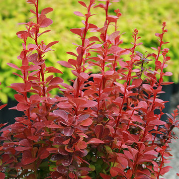 ‘Orange Rocket’ Berberis Berberis thunbergii 'Orange Rocket' PP#18411