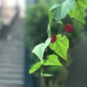 Nguyen Giang's photo