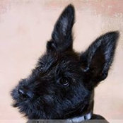 Tilly's photo