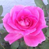 Chris Russell's photo