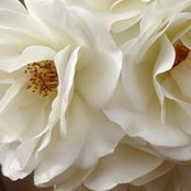 Gloria Tai's photo