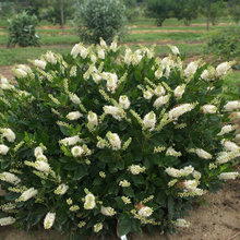plants
