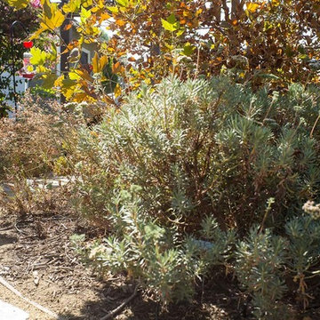 2018 Native Plant Garden Tour