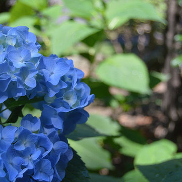 Plantings
