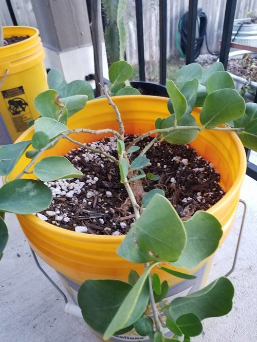 Anyone here grow capers?