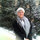 dee_rader