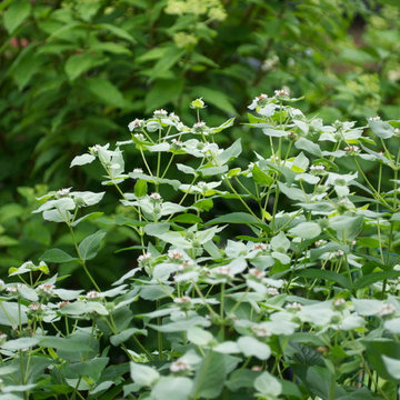 Front & Backyard Garden