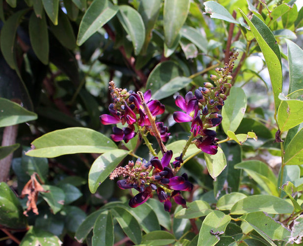 Great Design Plant: Milletttia reticulata, Evergreen Wisteria