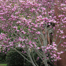 Flowering trees