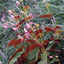Garden Bala Cynwyd