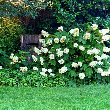 'Snowqueen' Oakleaf Hydrangea