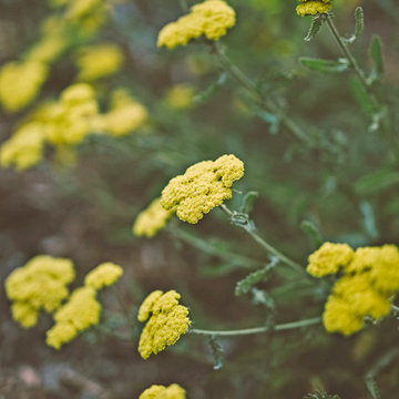 Moonshine Yarrow