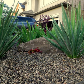 Ancaster Xeriscape
