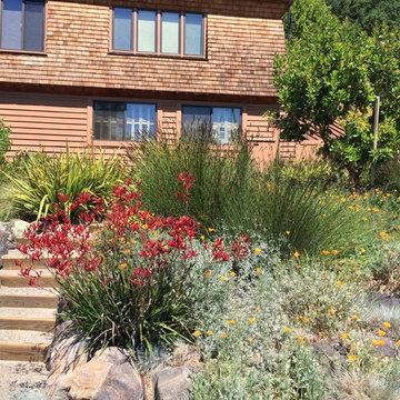 San Rafael Hillside renovation