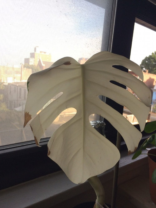 Variegated Monstera Albo Variegata Cutting Help