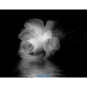 Jody Schulz's photo