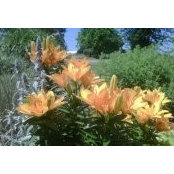 Gretchen Theisen Carlson's photo