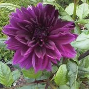 Debbie Mullaly's photo
