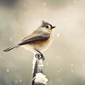 Foto von Nesrin Salih