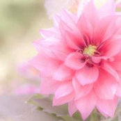 Rosemary Macon's photo
