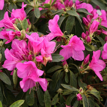Bloom-A-Thon® Lavender Rhododendron