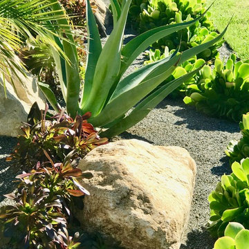 Drought tolerant plantings set in grey Decomposed Granite