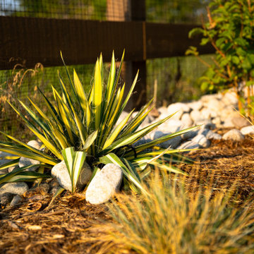 Modern Low-Maintenance Garden