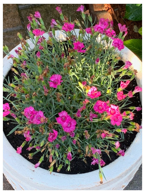Why are my dianthus dying?! Help!